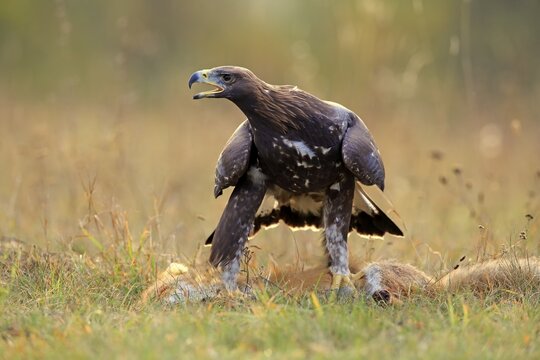 Golden eagle (Aquila chrysaetos), adult, standing calling on captured red fox, Slovakia