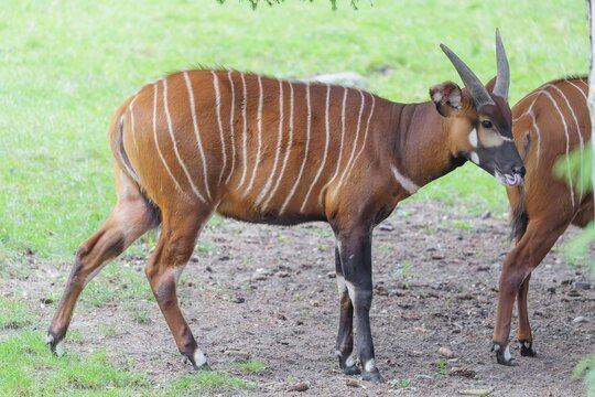 Two Eastern Bongos (Tragelaphus eurycerus isaaci) stand on a green meadow