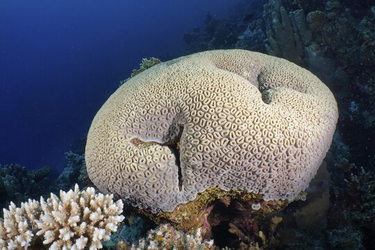 Button Star Coral (Favia favus), Dive Site House Reef, Mangrove Bay, El Quesir, Red Sea, Egypt