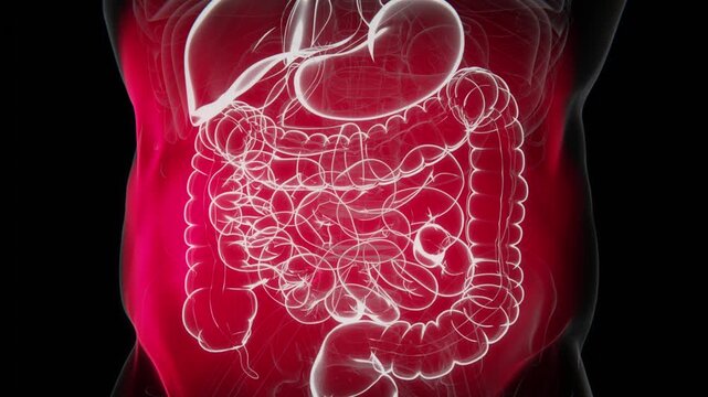 Abdominal pain is discomfort felt in the area between the chest and pelvis, which may result from conditions affecting the digestive system or other abdominal organs in 4K UHD