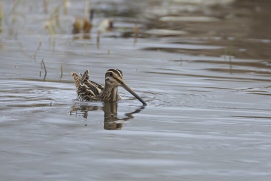 Common snipe (Gallinago gallinago) adult bird swimming across a lake, Suffolk, England, United Kingdom