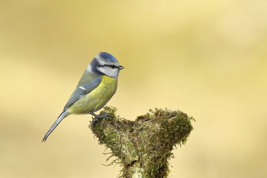 Blue tit (Parus caeruleus), sitting on a branch covered with moss, Wilden, North Rhine-Westphalia, Germany