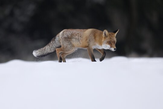 Red fox (Vulpes vulpes) on a snowy meadow, Czech Republic