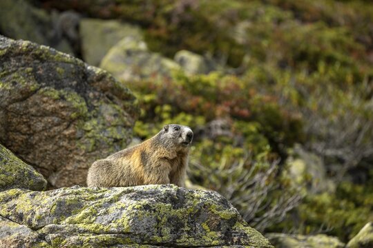 Alpine marmot (Marmota marmota) on rocks, St Moritz, Engadin, Grisons, Switzerland