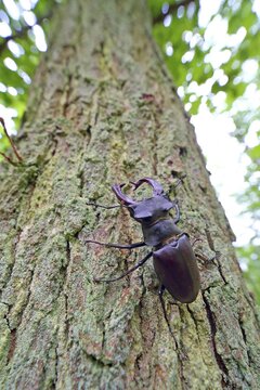 Stag beetle (Lucanus cervus) on an oak trunk, Solms, Hesse, Germany
