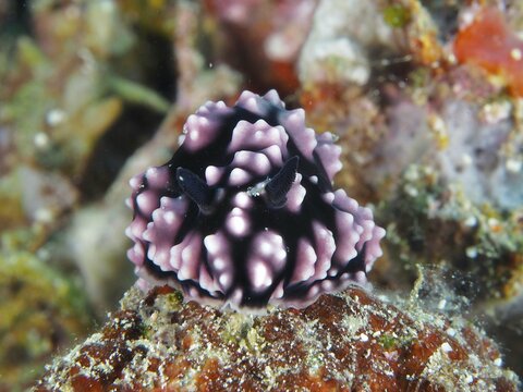 A purple and black nudibranch with a raised, textured surface, the pustular wart snail (Phyllidiella pustulosa), in the sea at the Napoleon dive site, Permuteran, Bali, Indonesia