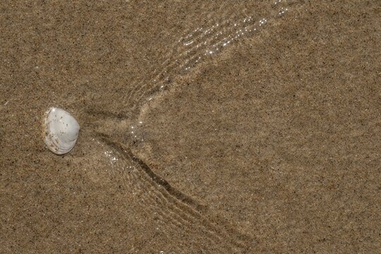 Mussel in sand washed by seawater, Houvig Beach, North Sea, Denmark