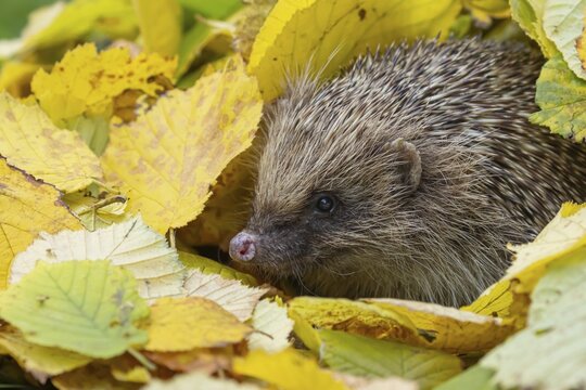 European hedgehog (Erinaceus europaeus) adult animal amongst fallen autumn leaves, Suffolk, England, United Kingdom
