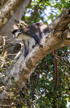 Red-tailed guenon or Congo white-nosed guenon (Cercopithecus ascanius schmidti), sitting on a tree, Bigodi, Western Region, Uganda