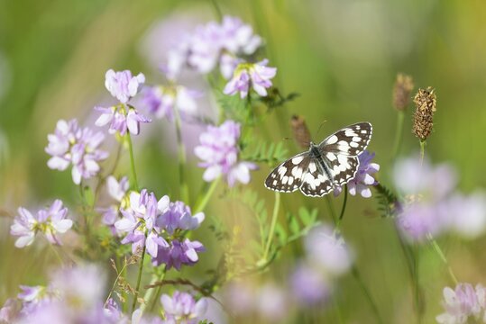 Chessboard (Melanargia galathea) sitting on clover (Trifolium), Thuringia, Germany