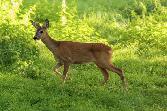 A roe deer (Capreolus capreolus) runs past a nettle bush on a sunny morning. Bavaria, Germany