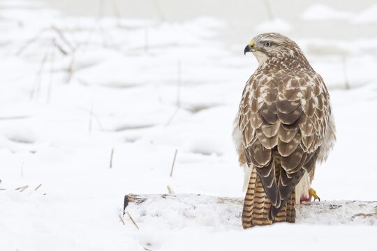 Buzzard (Buteo buteo) in the snow, Hesse, Germany