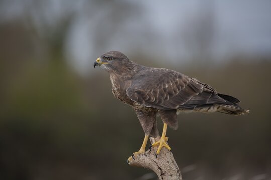Common buzzard (Buteo buteo) adult bird perched on a tree stump, England, United Kingdom