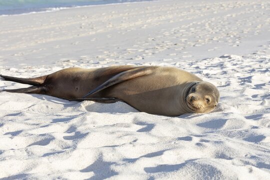 Sea lions (Zalophus wollebaeki), Galapagos, Ecuador