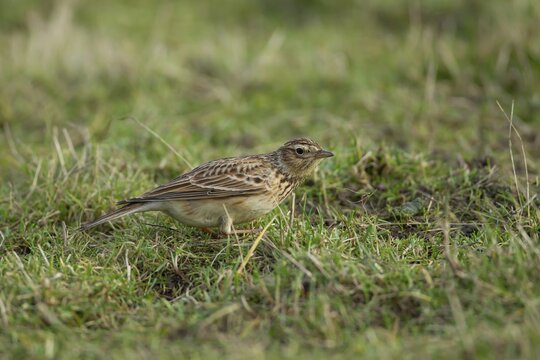 Eurasian skylark (Alauda arvensis) adult bird on grassland, England, United Kingdom