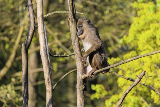 A female Drill (Mandrillus leucophaeus) sits high up in a tree and enjoys the early sunlight. A green forest can be seen in the background