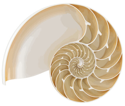 Detailed cross-section of a nautilus shell with intricate spiral pattern and smooth texture