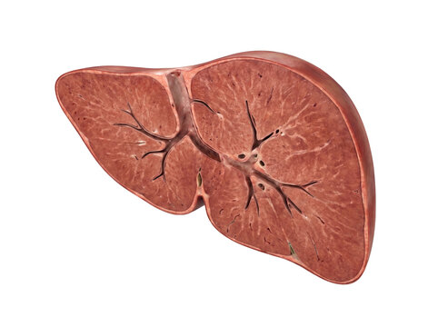 Human Liver Longitudinal Section Showing Internal Anatomy and Hepatic Tissue