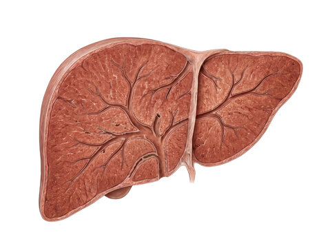 Human Liver Anatomical Cutaway Showing Internal Hepatic Structure Isolated on White