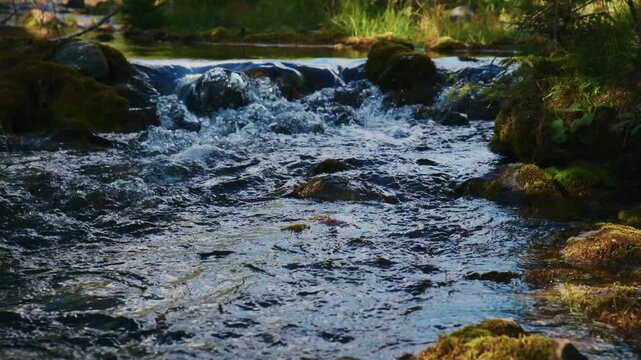 Clear mountain stream tumbles over mossy rocks, creating small waterfalls. Sunlight glints off the rushing water, highlighting the natural beauty. The scene is peaceful and serene