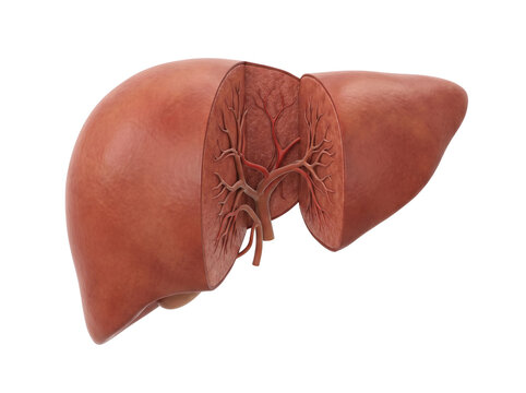 Human Liver Anatomy Cutaway Showing Internal Blood Vessels
