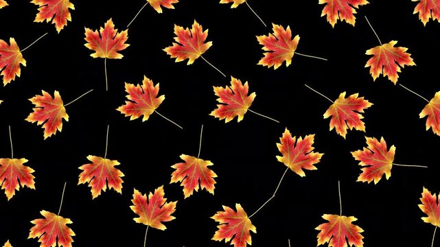 Colorful autumn leaves falling down and rotating on transparent alpha channel background. Halloween fall season overlay animation for video compositing and decoration. Seamless loop 3d rendering anima