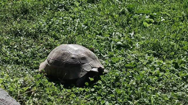 Close-up video of a tortoise slowly moving through dense green grass and clover in a natural outdoor environment. Tortoise Crawling Through Green Grass in Nature