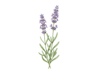 Obraz premium Lavender Sprigs: Delicate watercolor illustration of two lavender sprigs with purple flowers and green leaves, evoking a sense of calm and natural beauty.
