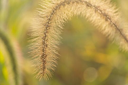 Macro shot of a curved golden foxtail grass spike showing a translucent quality under backlight, with soft green and yellow bokeh in the background.