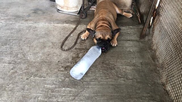 Adorable French bulldog Playing with a water bottle that has ice inside, cool down, heat stroke, cute dog.