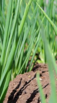 Close up shot of fresh green spring onion chives scallions growing organically in rich fertile dark soil on a sunny day in an agricultural farm garden.