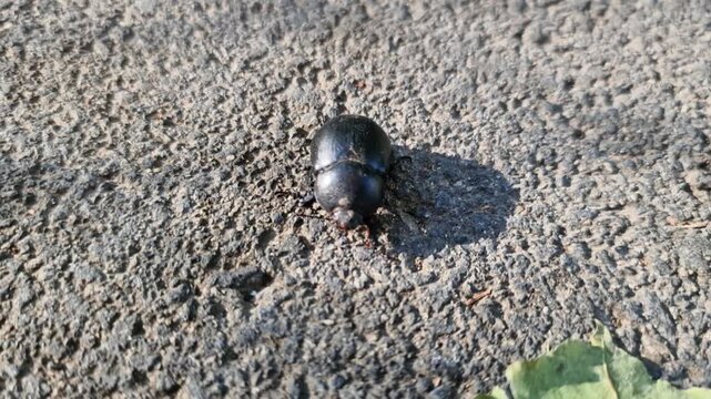 A black dung beetle is crawling along the asphalt.