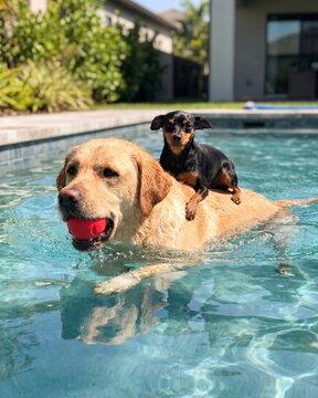 Pinscher Riding on a Labrador's Back While Swimming in a Pool (Canis lupus familiaris).