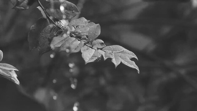 Black and white wet plant leaves dripping raindrops in tropical monsoon rain closeup