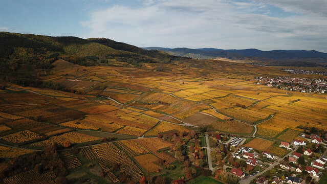 Aerial view of the golden autumn vineyards surrounding the village of Eguisheim, with rolling hills and forest in the background in Eguisheim, Grand Est, France.