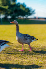 A wild goose resting in a green urban park in Malmö, Sweden, surrounded by natural vegetation and peaceful waterfront scenery. © Elena