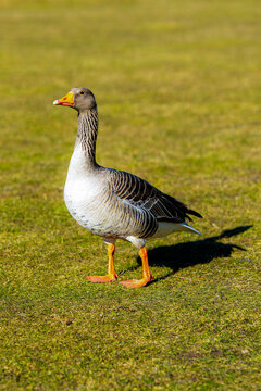 A wild goose resting in a green urban park in Malm&ouml;, Sweden, surrounded by natural vegetation and peaceful waterfront scenery.