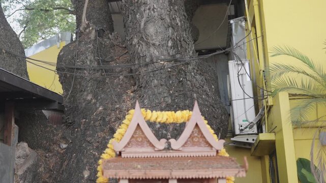 Tilt down from a giant old tree canopy to a Thai spirit house below