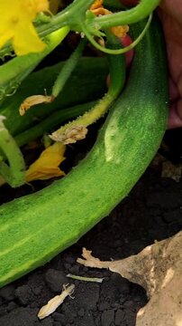 Close-up of a long ripe green cucumber growing on the ground vine next to yellow blossom flowers in vegetable garden.