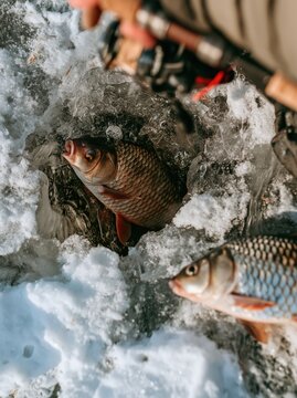 Close-up of freshly caught fish emerging from an ice hole during winter fishing