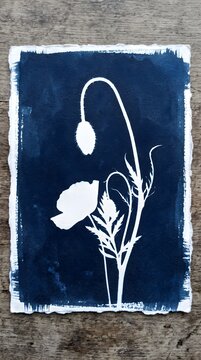 Poppy Flower Bloom and Bud Cyanotype Print Botanical Nature Blue Wall Decor