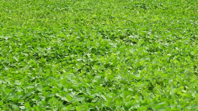 Lush green legume crop field for sustainable agriculture