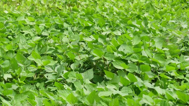 Lush green mung bean crop field