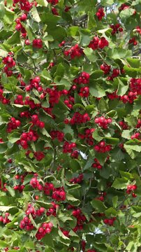 Red ripe berries of hawthorn in the autumn garden. Nature Background.