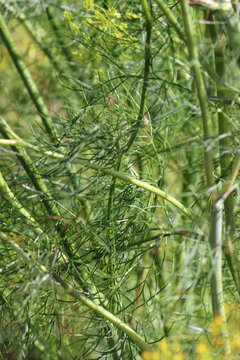 Herb dill leaves in close up