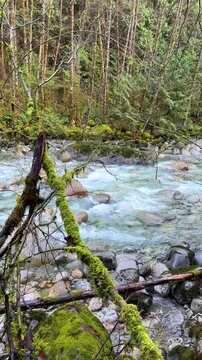 Turquoise mountain river rushing over rocks with a moss-covered fallen log at Lynn Canyon in Vancouver, surrounded by lush green rainforest and boulders.