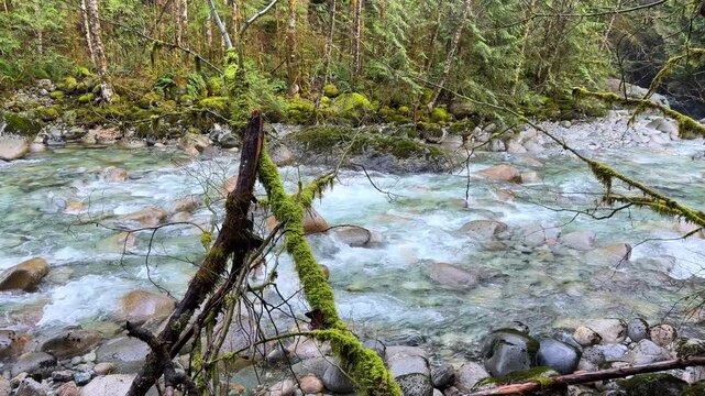 Turquoise mountain river rushing over rocks with a moss-covered fallen log at Lynn Canyon in Vancouver, surrounded by lush green rainforest and boulders.