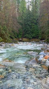 Clear turquoise mountain river flowing over rounded boulders at Lynn Canyon in Vancouver, surrounded by lush green forest, mossy banks and pine trees.