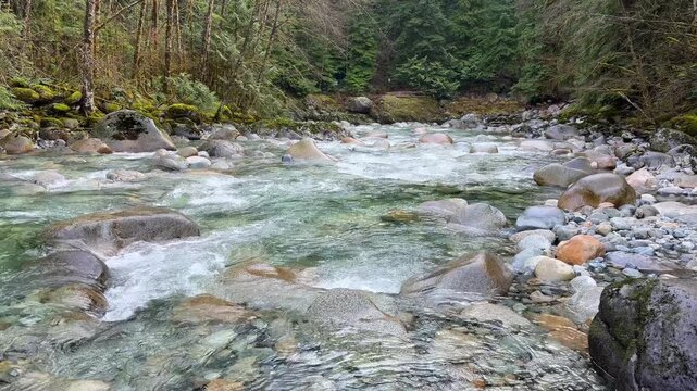 Clear turquoise mountain river flowing over rounded boulders at Lynn Canyon in Vancouver, surrounded by lush green forest, mossy banks and pine trees.