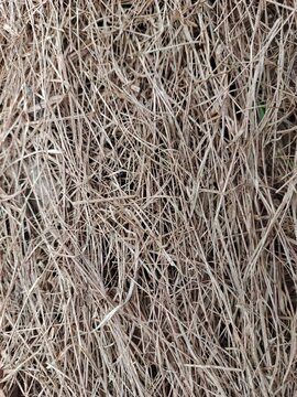 acro close-up texture of dry pale grass straw background pattern for agriculture concept